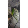 phalaenopsis hieroglyphica