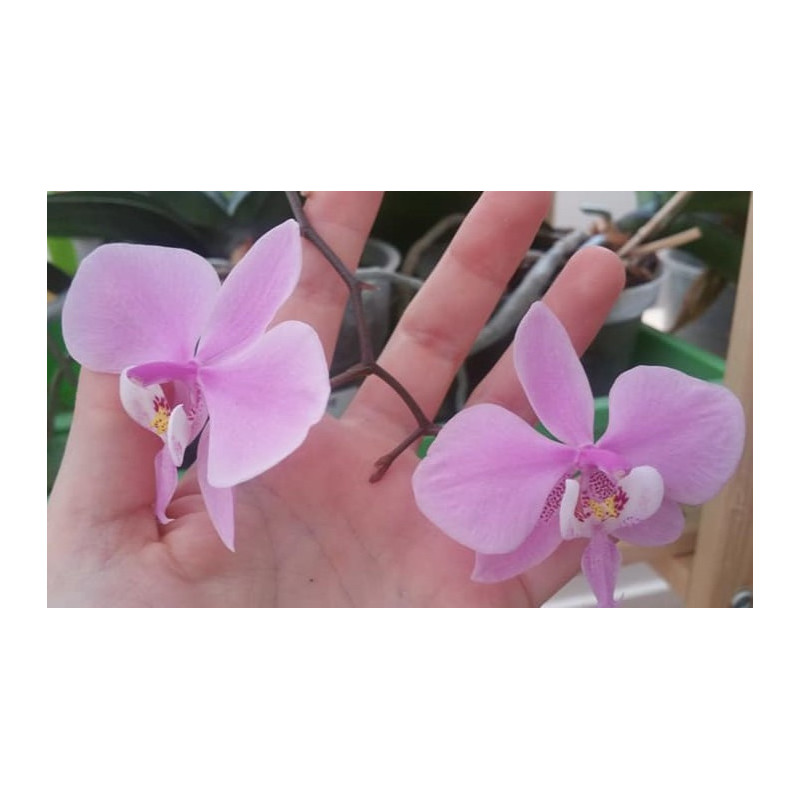 phalaenopsis schilleriana