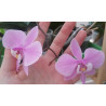 phalaenopsis schilleriana