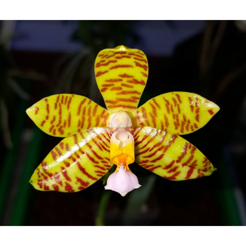 phalaenopsis fasciata - collection KayOrchid