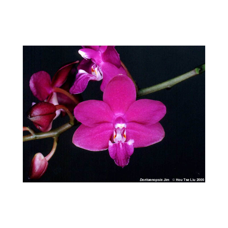 phalaenopsis venosa x pulcherrima - Jim