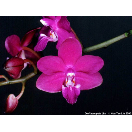 phalaenopsis venosa x pulcherrima - Jim