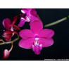 phalaenopsis venosa x pulcherrima - Jim