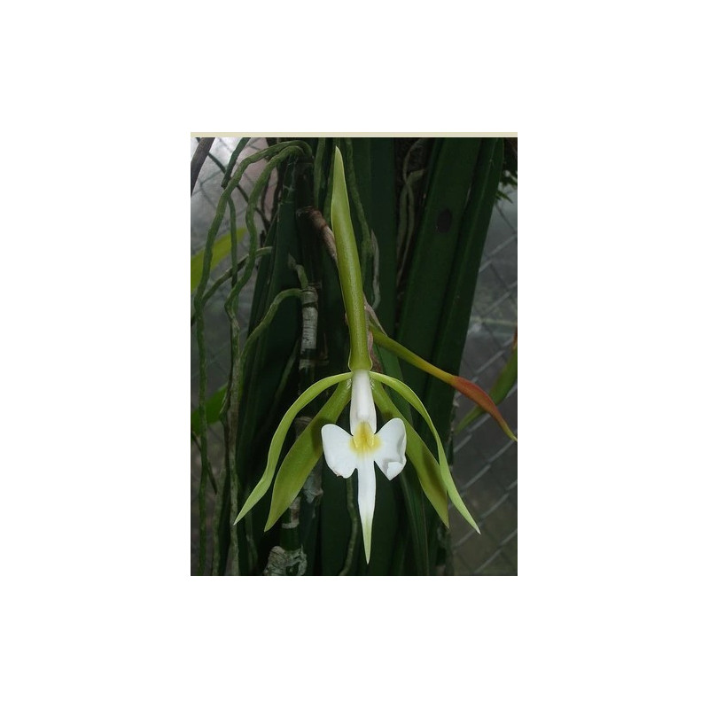 epidendrum parkinsonianum