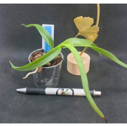 epidendrum parkinsonianum