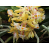 gastrochilus obliquus