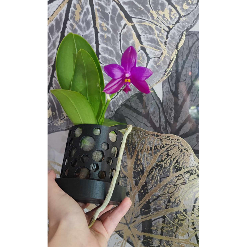 phalaenopsis miki pure love red king