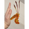 Psychopsis Mariposa