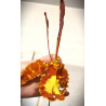 Psychopsis Mariposa