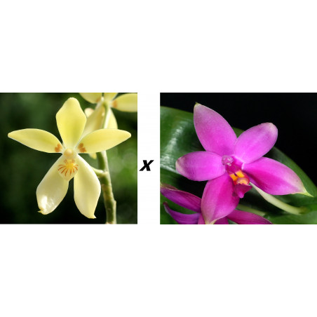 phalaenopsis cochlearis x violacea - Little Darlin