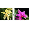 lot de phalaenopsis cochlearis x violacea - Little Darlin