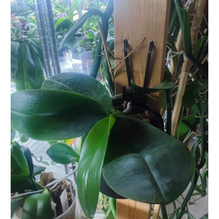 Kay Orchid pot  -  VertiEspace