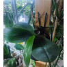 Pot Kay Orchid -  VertiEspace
