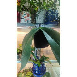 Pot Kay Orchid -  VertiEspace