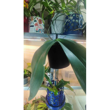Kay Orchid pot  -  VertiEspace