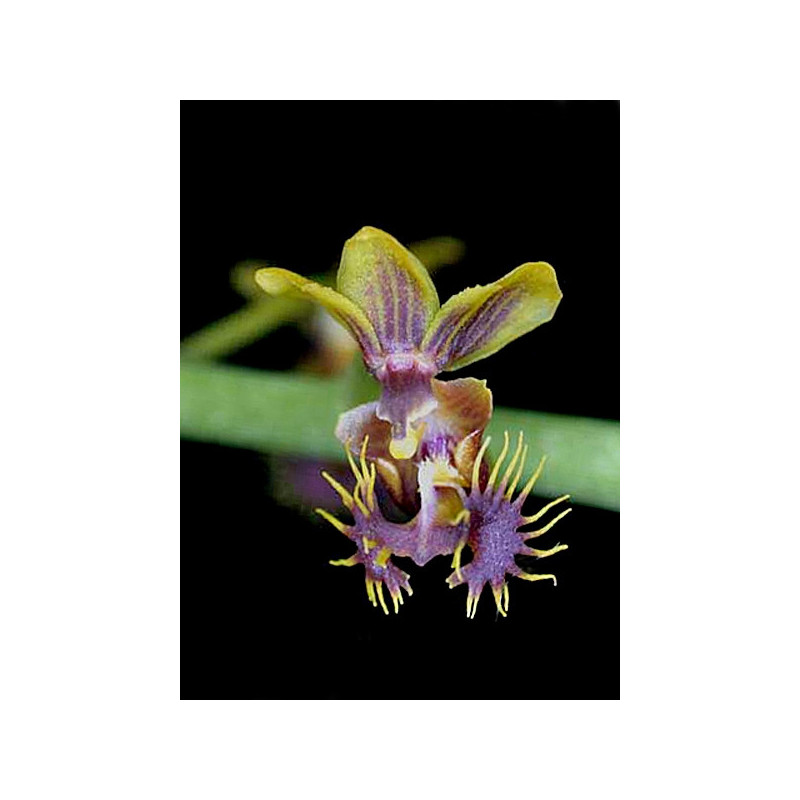 phalaenopsis difformis
