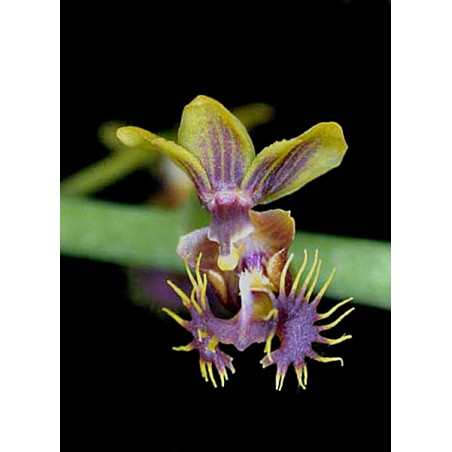 phalaenopsis difformis