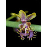 phalaenopsis difformis
