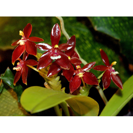 Cours individuel Culture des Orchidées à distance 30 mn