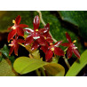 Cours individuel Culture des Orchidées à distance 30 mn