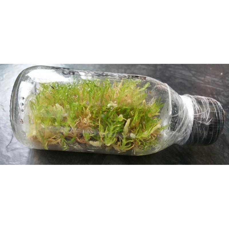 Sowing kit In Vitro Culture of Orchids to start