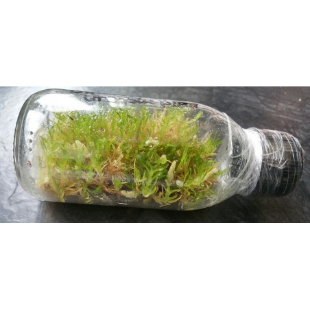 Sowing kit In Vitro Culture of Orchids to start