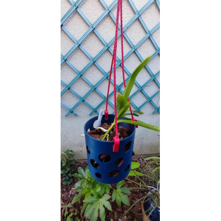Pot Mini Vanda - by Kay Orchid