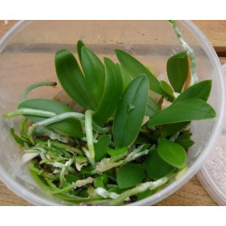 Kit de repiquage In vitro Orchidée