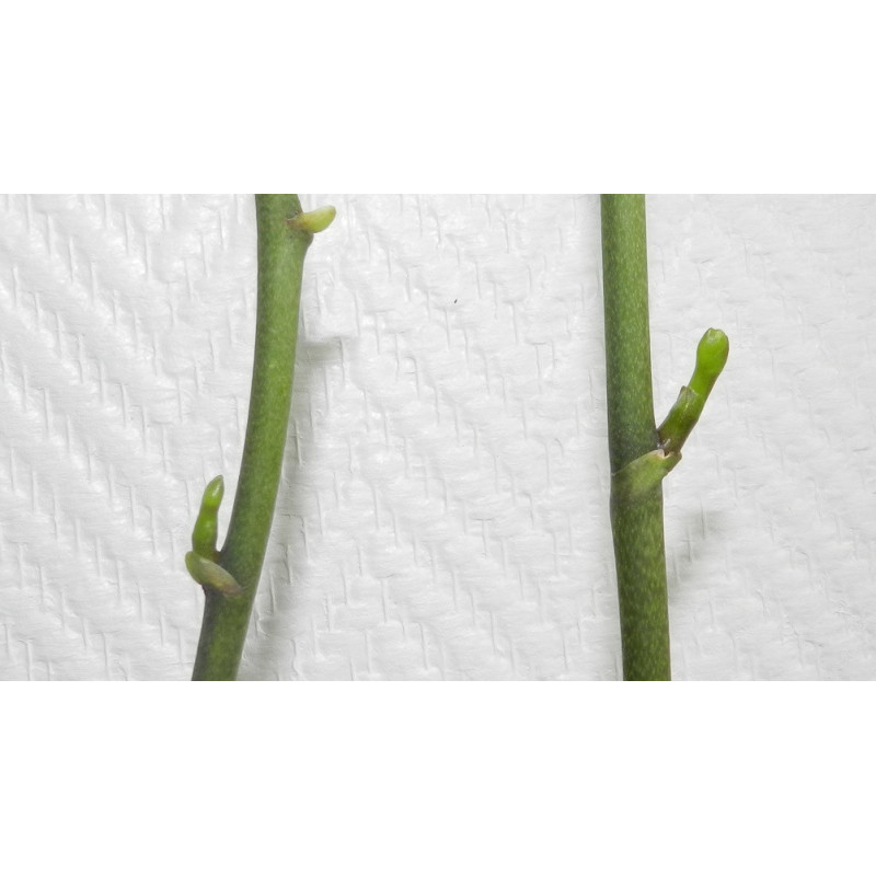 Cloning kit In Vitro Culture of Orchids