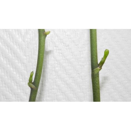 Cloning kit In Vitro Culture of Orchids