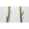 Cloning kit In Vitro Culture of Orchids