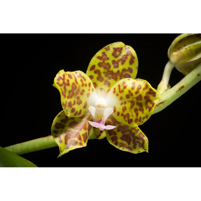 phalaenopsis hygrochila