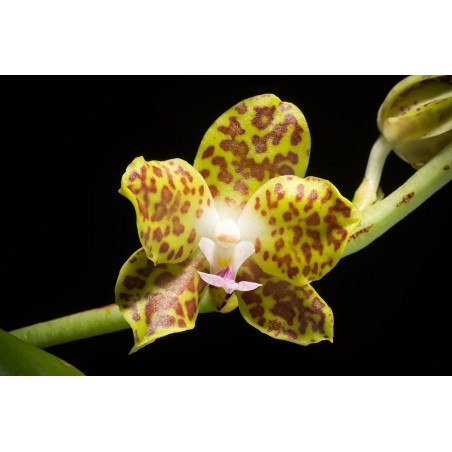 phalaenopsis hygrochila