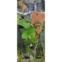 phalaenopsis hygrochila