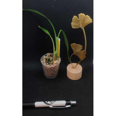 Fredclarkeara After Dark SVO Black Pearl FCC AOS - orchidée noire