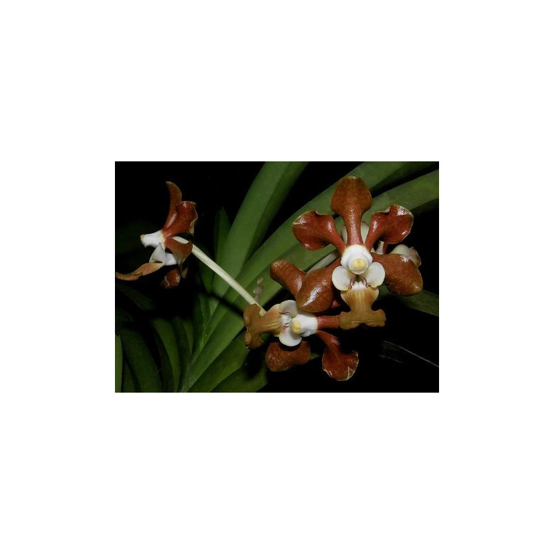 Vanda brunnea