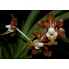 Vanda brunnea