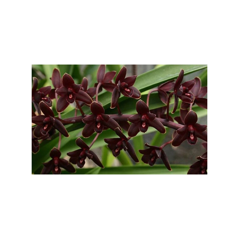 Cymbidium Little Black Sambo Black Magic - orchidée noire