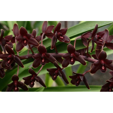 Cymbidium Little Black Sambo Black Magic - orchidée noire