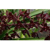 Cymbidium Little Black Sambo Black Magic - orchidée noire