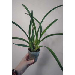 Cymbidium Little Black Sambo Black Magic - orchidée noire