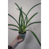Cymbidium Little Black Sambo Black Magic - orchidée noire