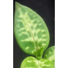 goodyera daibuzanensis - jewel orchid