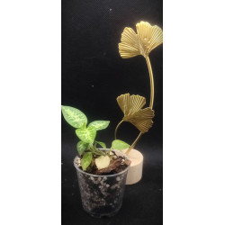 goodyera daibuzanensis - jewel orchid