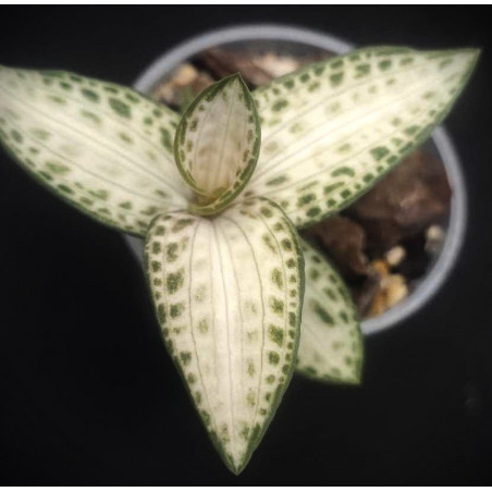 goodyera schlechtendaliana var nishikiran - orchidée bijoux