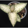 goodyera schlechtendaliana var nishikiran - orchidée bijoux