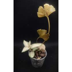 goodyera schlechtendaliana var nishikiran - orchidée bijoux