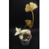 goodyera schlechtendaliana var nishikiran - orchidée bijoux