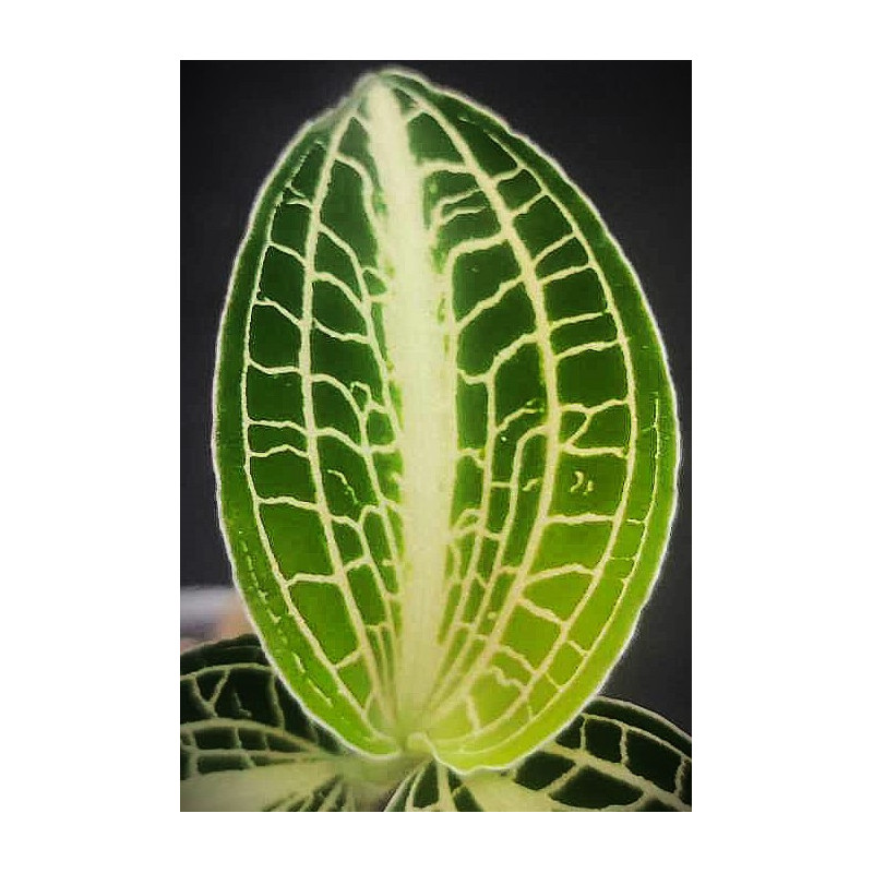 anoectochilus siamensis - jewel orchid