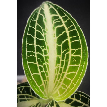 anoectochilus siamensis - jewel orchid